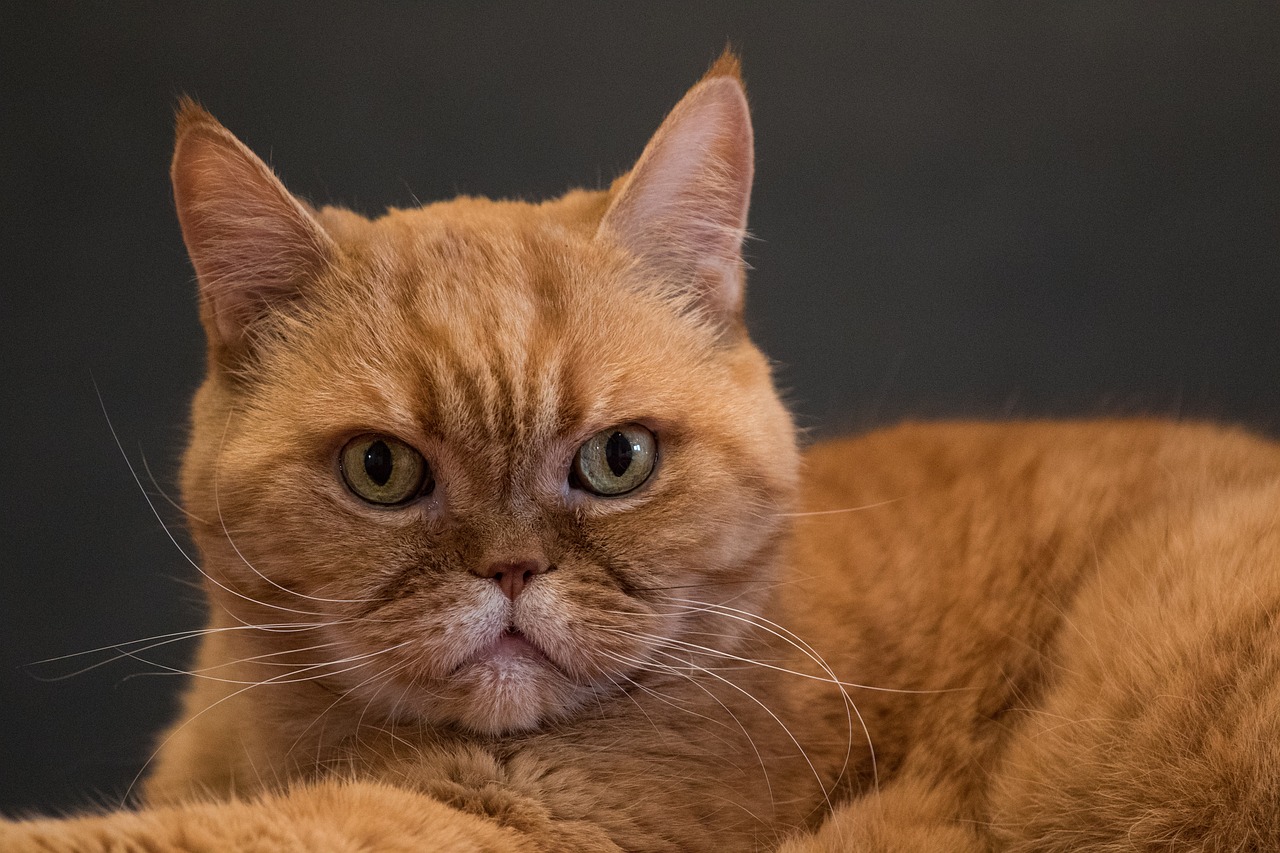 The Unique Features of the British Shorthair